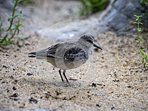 Sand Piper on Beach Dune, Close Up