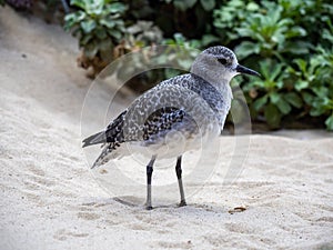 Sand Piper on Beach Dune, Close Up