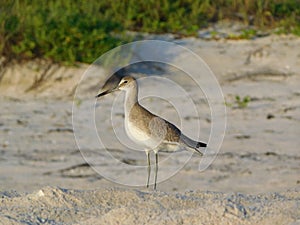 Sand Piper on the beach, Florida, Hudsonian godwit Limosa haemastica