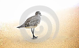 Sand piper bird