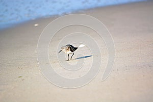 Sand Piper Bird Along Ocean