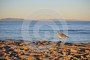 Sand piper bird beach