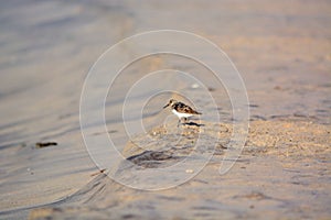 Sand Piper Bird on the Beach