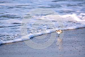 Sand Piper Bird Running from Water