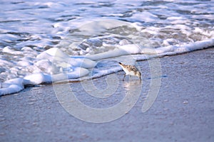Sand Piper Bird Running from Water