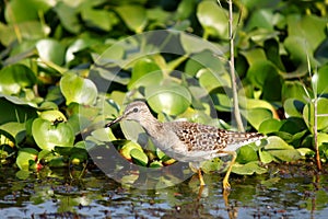 Sand piper, looking for fish in Asian Sanctuary