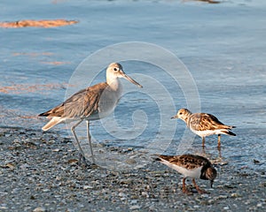 Sand Piper on the sea shore