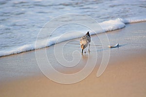 Sand Piper Searching for Food