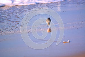Sand Piper Searching for Food