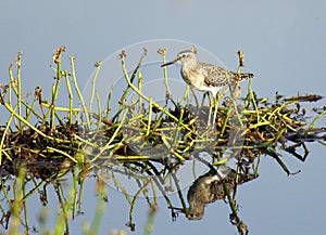 Sand Piper