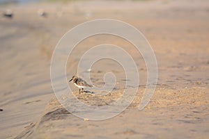 Sand Piper Standing in the Sand