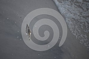 Sand Piper Sticking Beak into the Sand