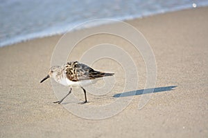 Sand Piper Walking by on Beach