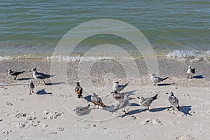 Sand Pipers on a Beach