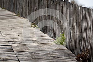 Sand plant that grows between the wooden slats of a path in the sand dunes