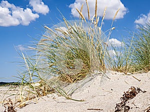 Sand and plants on the beach of the Baltic Sea or North Sea