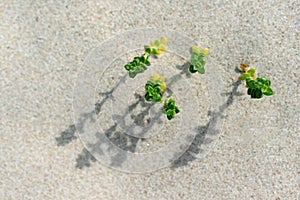 Sand Plants photo