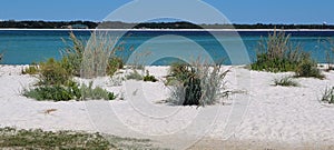 Sand Reed in the breeze on the shore of Pensacola. 10-07-23