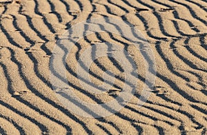 Sand ripple waves in the desert or on the beach on sunny day. Sandy desert abstract texture background at sunset. Windy day