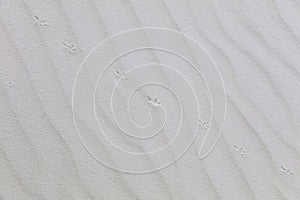 Sand Ripples with Bird Tracks at White Sands National Monument