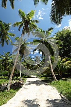 Sand road across palms