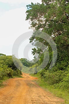 A sand road in the forest with trees