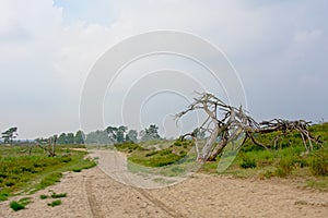 Sand road in a hazy heath landscape with tres in Flanders
