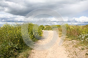 Sand Road and Thick Grass