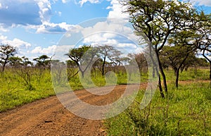 Sand road with tire tracks through African national park. Seen on a game drive.