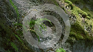 Sand rock In the beech forest, covered by fern and moss.