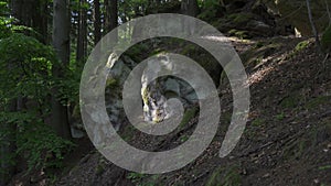 Sand rocks In the beech forest, covered by plants and moss.