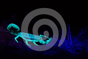 A sand scorpion lit with a black light has a small black bug that it just caught