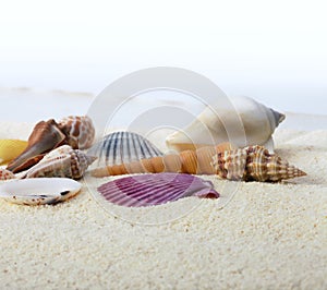 Sand with sea shell