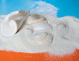 Sand with sea shell