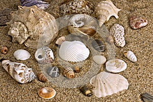 Sand and sea shell