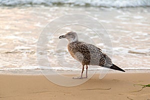 Sand seagulls footprint, beach