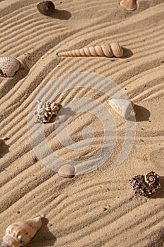 Sand with seashealls on the beach texture