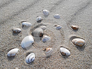 Sand and seashells, Northern Sea, Netherlands