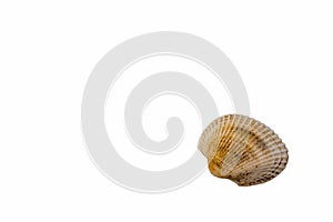 Sand, seashells, stones isolated on white background. Concept of rest. Top view and copy space