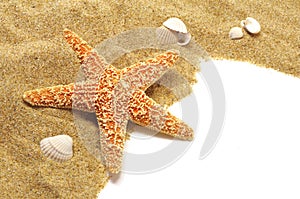 Sand and seastar border