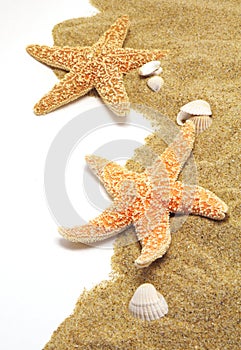 Sand and seastar border