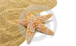 Sand and seastar border