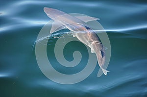 Sand Shark swimming in the ocean