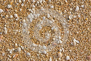 Sand and Shell Background