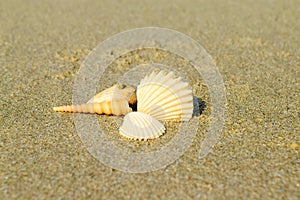 Sand shell background