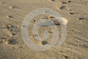 sand shell beach animal hole dot on ground