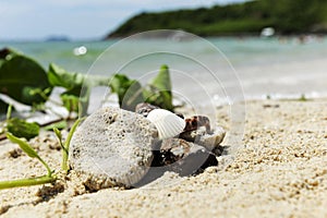 Sand and shell island seashore