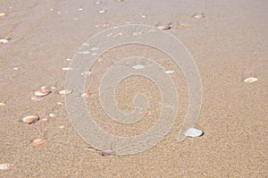 Sand and shells background