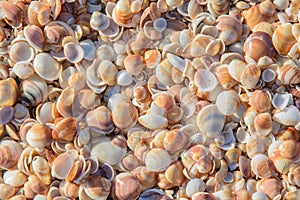 Sand and shells background