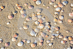 Sand and shells background